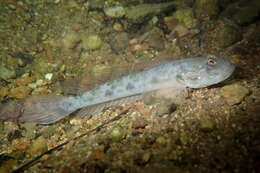 Image de Oxyurichthys microlepis (Bleeker 1849)