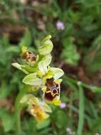 Ophrys fuciflora subsp. bornmuelleri (M. Schulze) B. Willing & E. Willing resmi