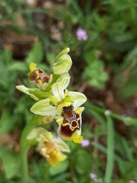 Image of Ophrys fuciflora subsp. bornmuelleri (M. Schulze) B. Willing & E. Willing