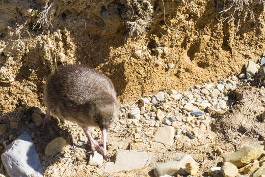 Image of Great Spotted Kiwi