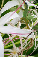 Image of Barbados anole