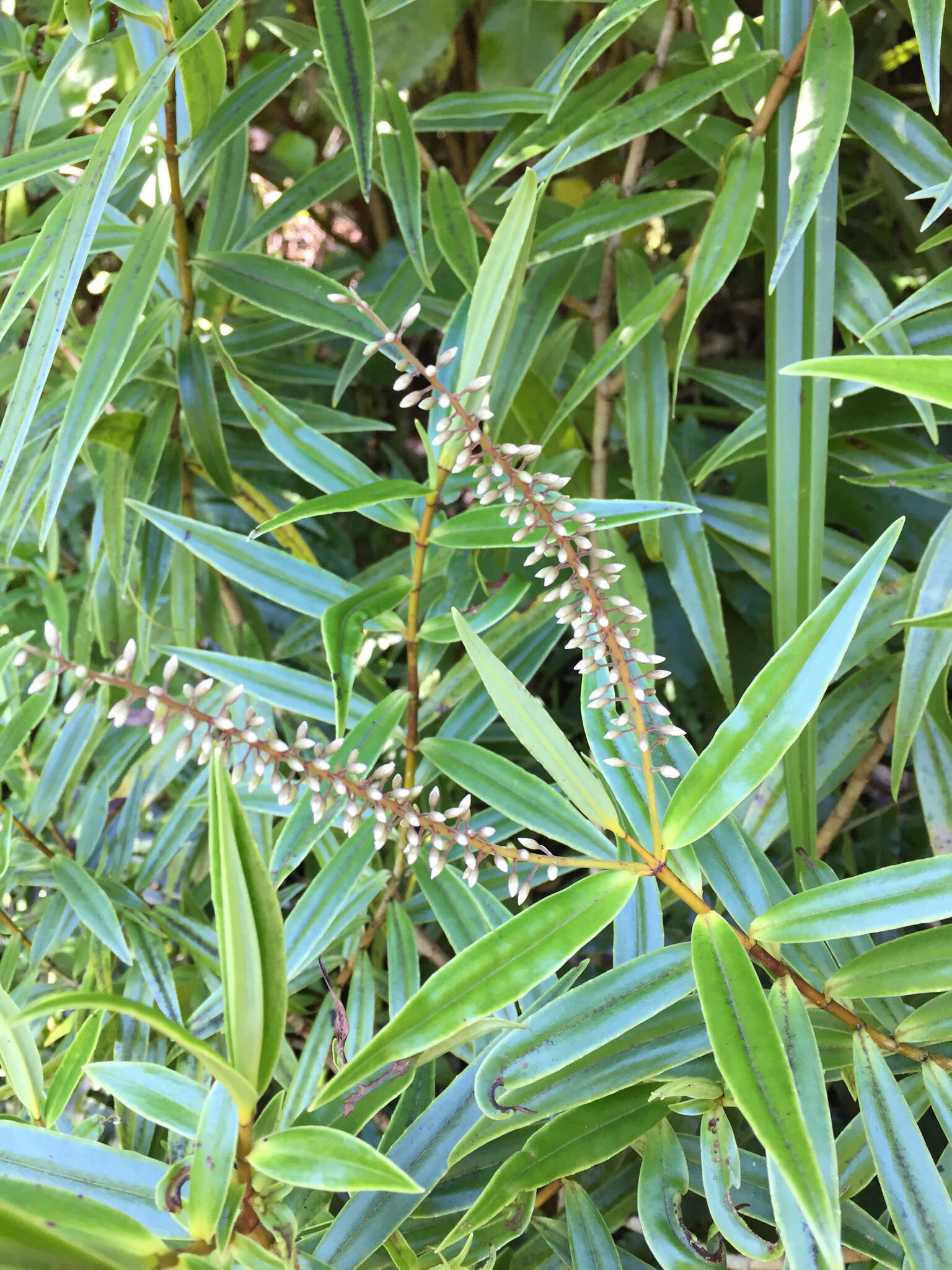 Image of Veronica stricta var. egmontiana (L. B. Moore) Garn.-Jones