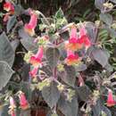 Image of Kohleria amabilis var. bogotensis (Nichols.) L. P. Kvist & L. E. Skog