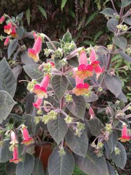 Kohleria amabilis var. bogotensis (Nichols.) L. P. Kvist & L. E. Skog resmi