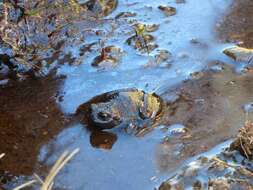 Image of Pehuenche Spiny-chest Frog