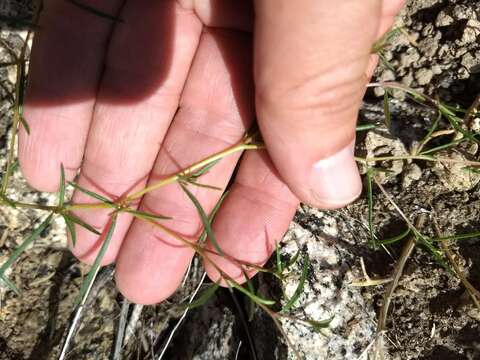 Image of Gayophytum diffusum subsp. parviflorum Lewis & Szweyk.