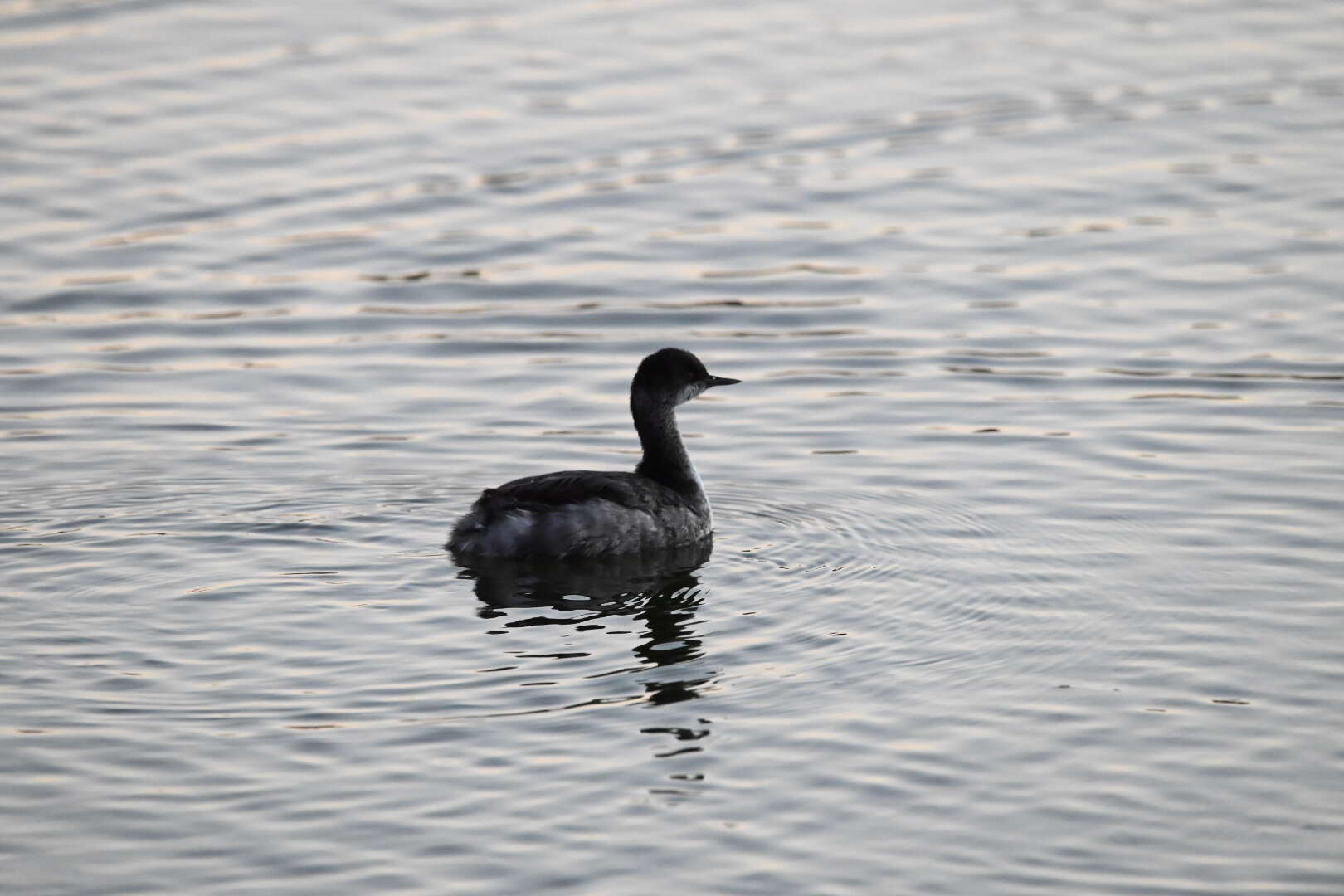 Imagem de Podiceps nigricollis californicus Heermann 1854