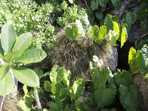 Image of Philodendron basii Matuda