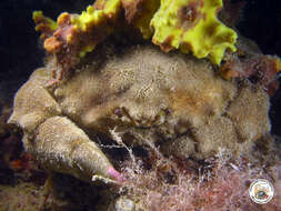 Image of Linnaeus's sponge crab