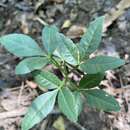 Image of Vepris glomerata (F. Hoffm.) Engl.