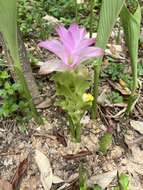 Image de Curcuma aromatica Salisb.