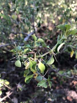 Image of Barleria rotundifolia Oberm.