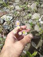 Erigeron philadelphicus var. philadelphicus的圖片