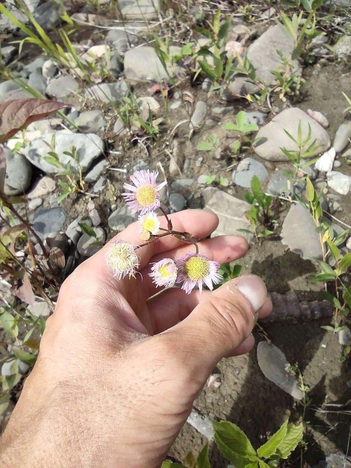 Image of Erigeron philadelphicus var. philadelphicus