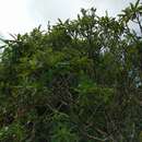 Imagem de Coprosma longifolia A. Gray