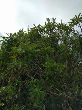 صورة Coprosma longifolia A. Gray