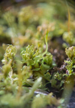 Image of toothed plagiomnium moss