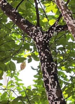 Image of Crapemyrtle bark scale