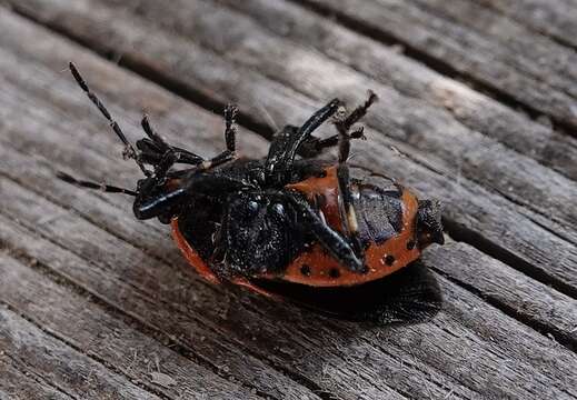 Image of Two-spotted Stink Bug