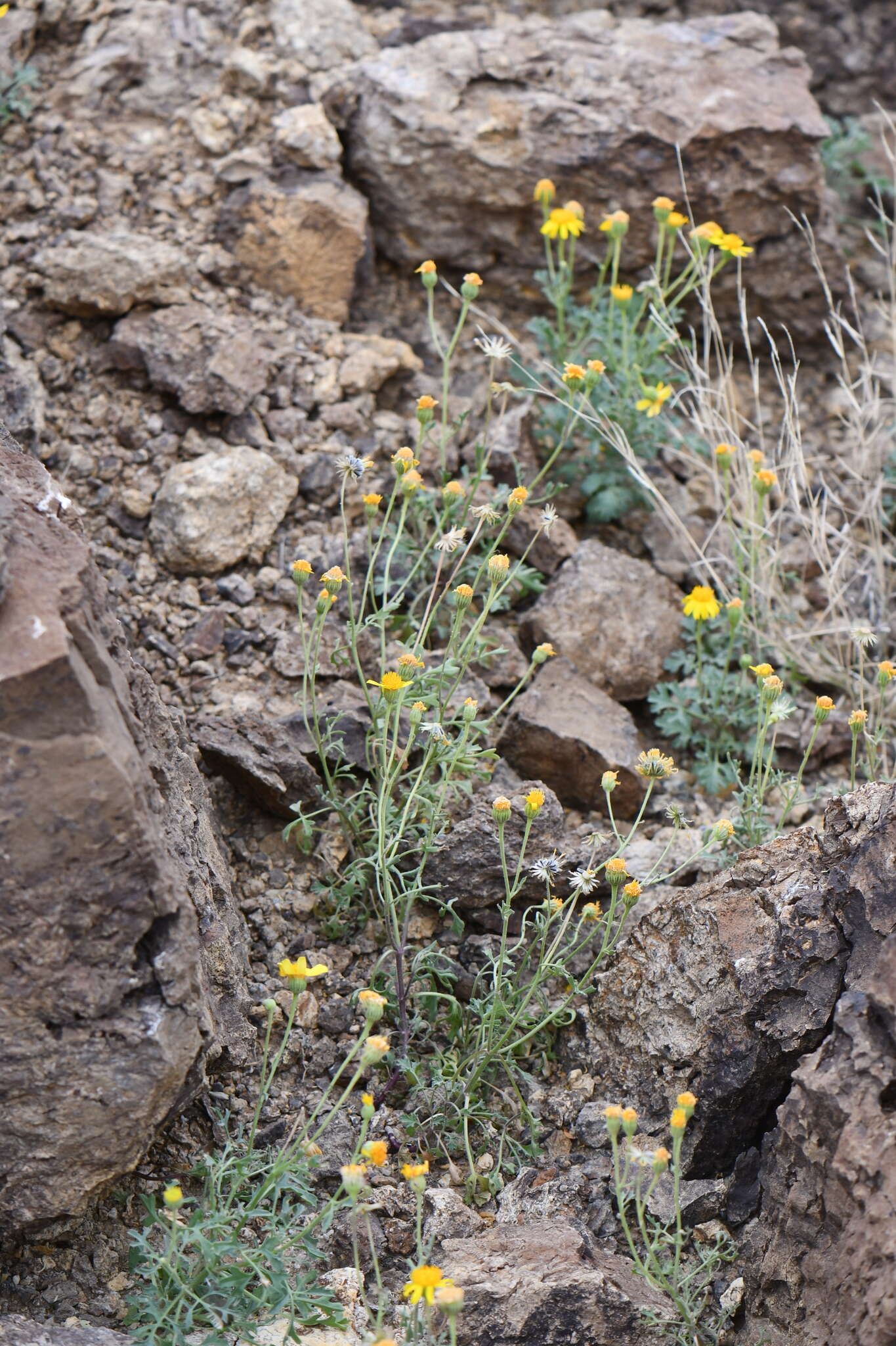 Image of Vasey's rockdaisy