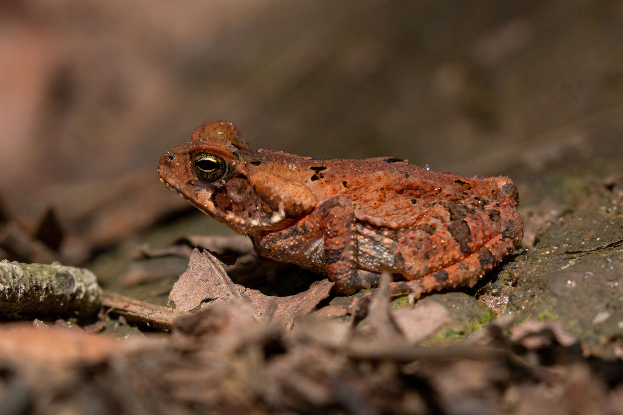 صورة Rhinella crucifer (Wied-Neuwied 1821)