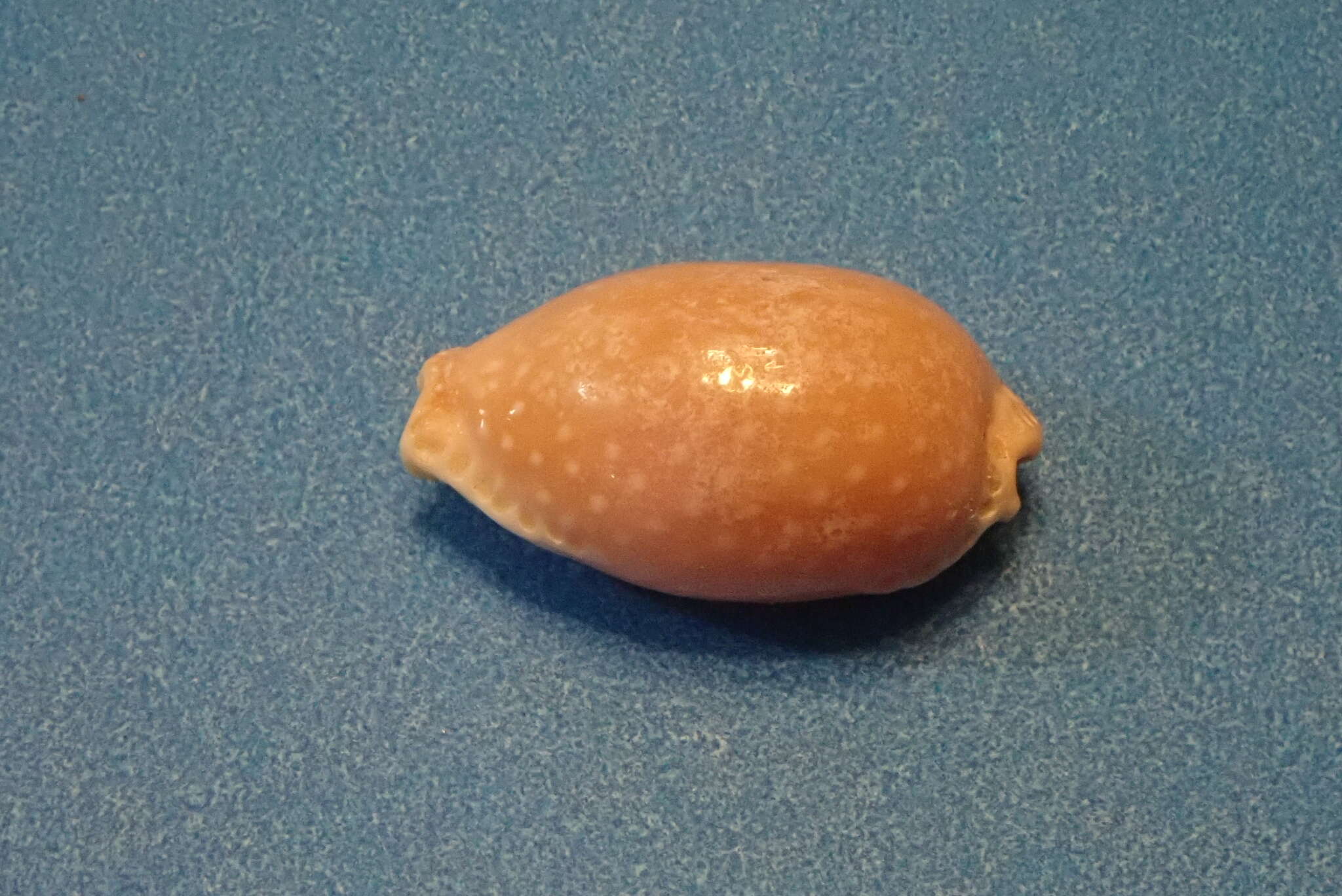 Image of half-extending cowry