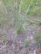 Imagem de Stipa spartea Trin.