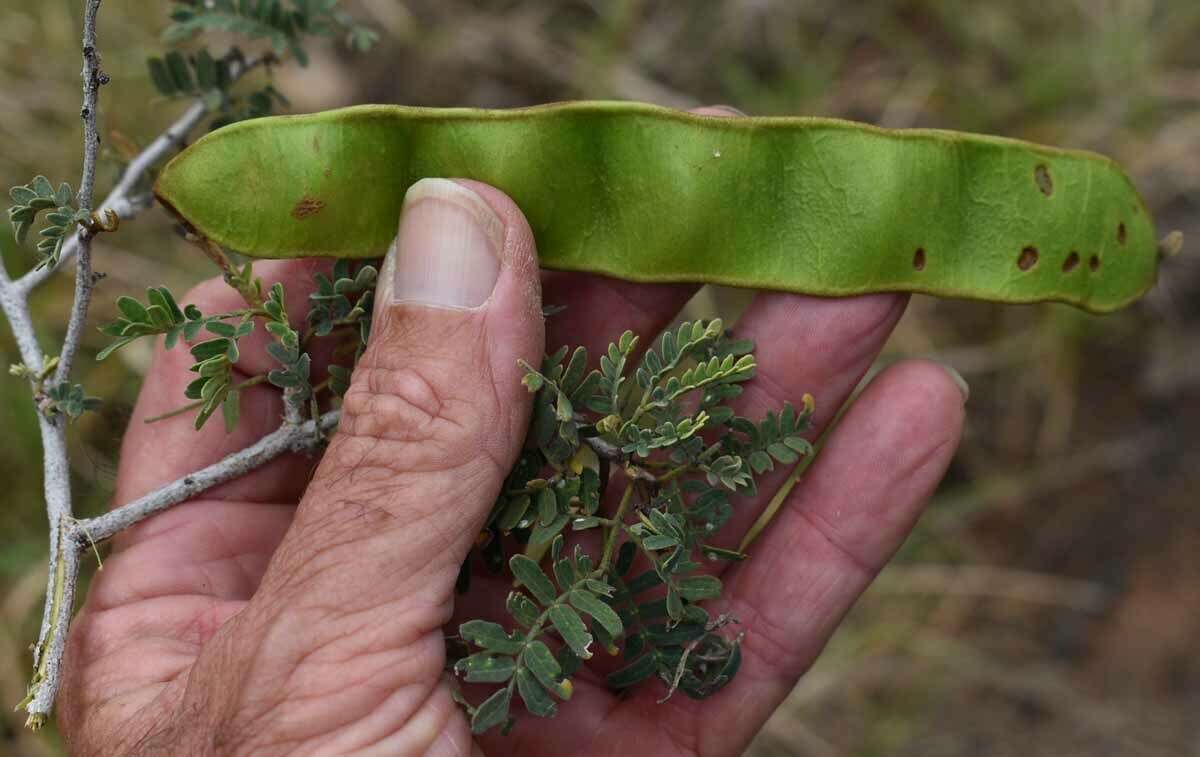 Plancia ëd Archidendropsis basaltica (F. Muell.) I. C. Nielsen