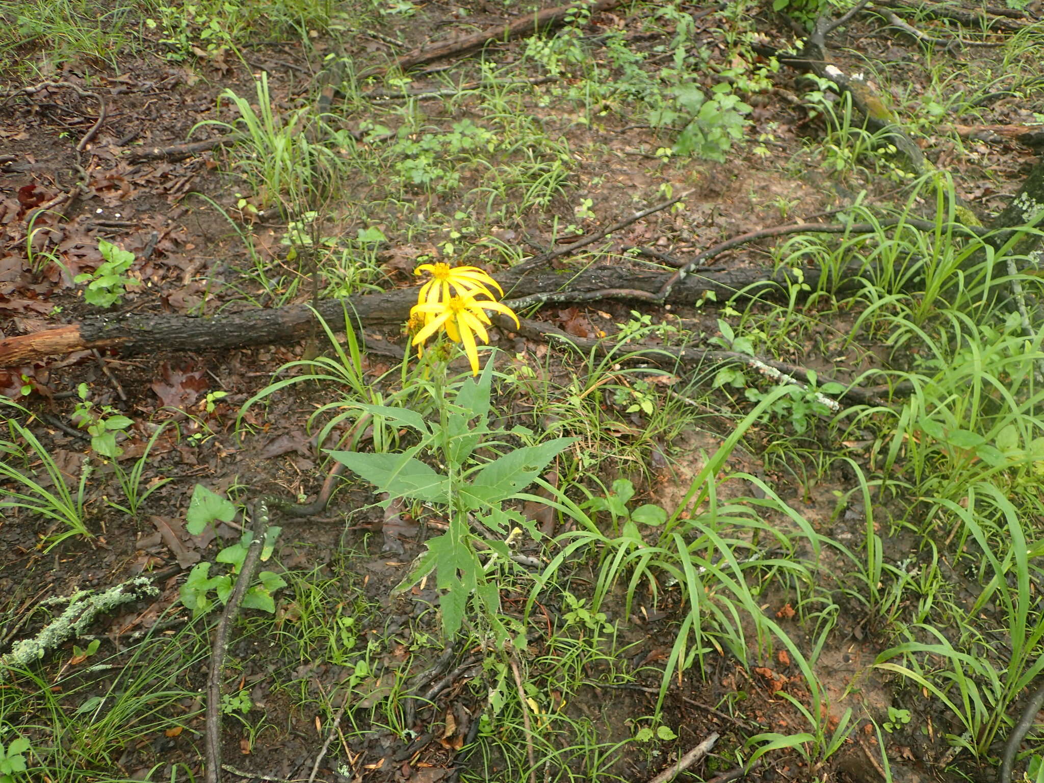 Image de Verbesina helianthoides Michx.