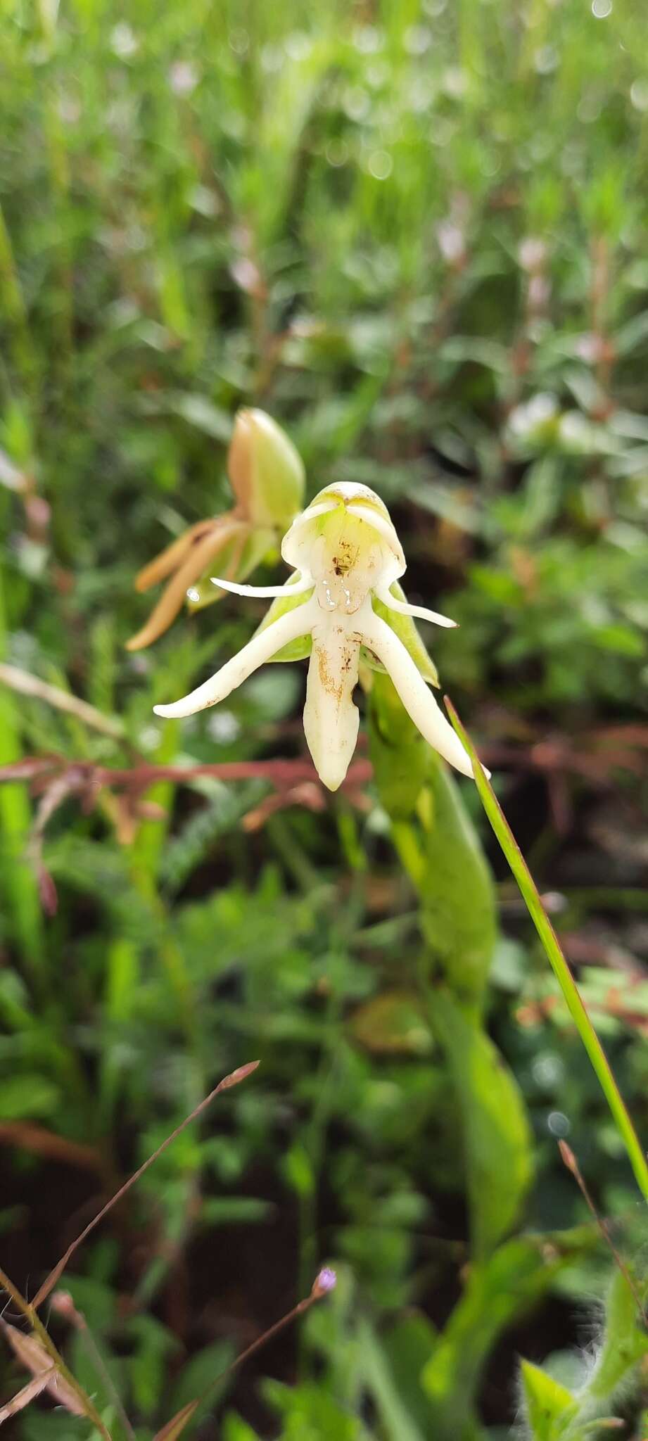 Image of Habenaria trifida Kunth