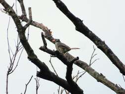 Image of Mauritius Black Bulbul