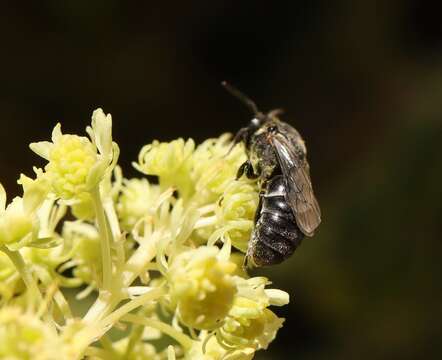 Hylaeus signatus (Panzer 1798) resmi