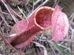 Image of Nepenthes smilesii Hemsl.