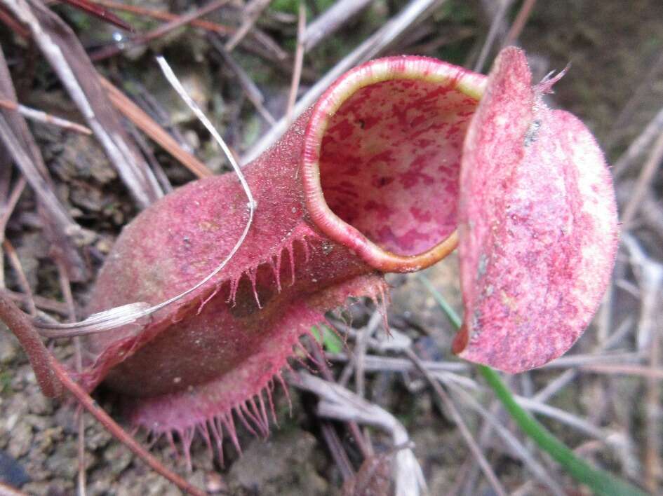 Image of Nepenthes smilesii Hemsl.