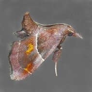 Image of Penthesilea sacculalis Ragonot 1890