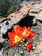 Image de Ornithogalum maculatum Jacq.