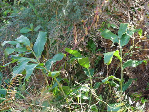 Imagem de Hedychium gardnerianum Sheppard ex Ker Gawl.