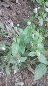 Image of Acmella radicans (Jacquin) R. K. Jansen