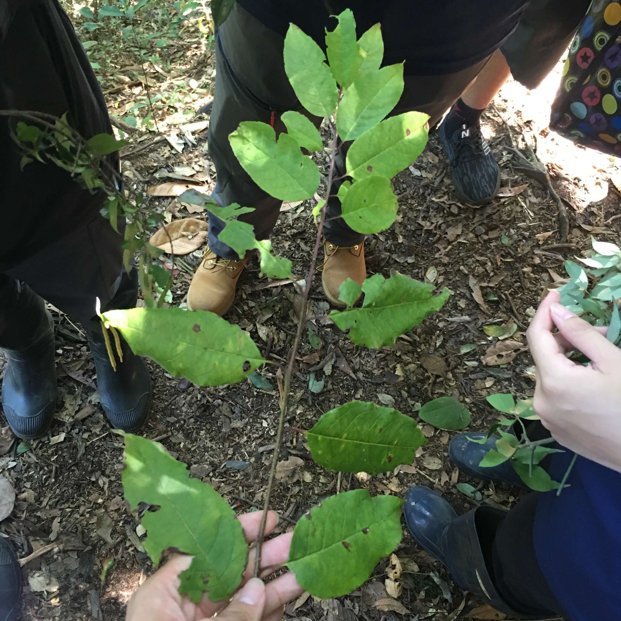 Image of Ilex micrococca Maxim.