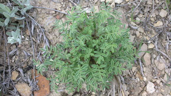 Image de Hedysarum tauricum Willd.