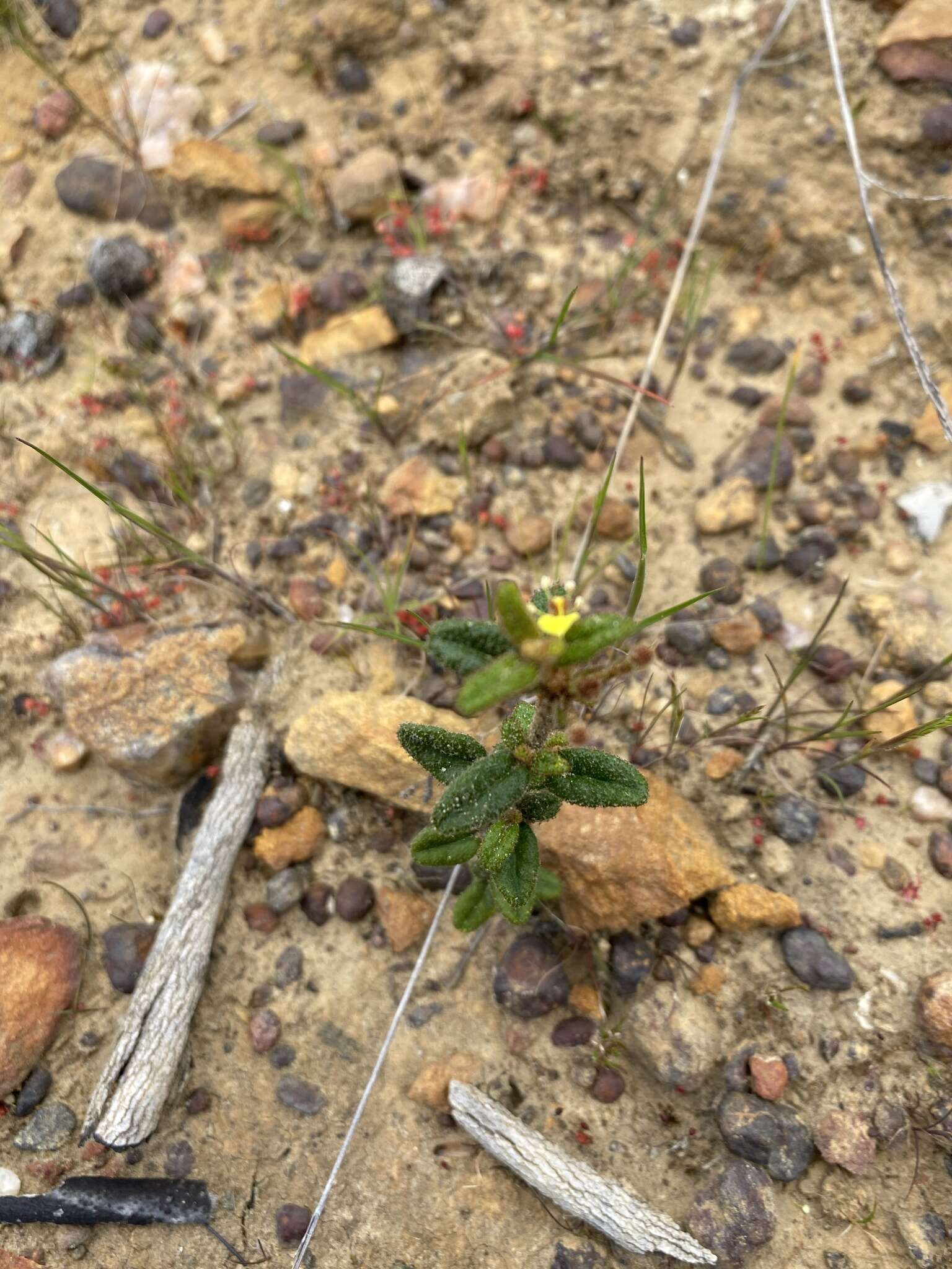 Image of Asterolasia muricata J. M. Black