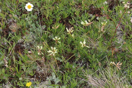 Image of Trifolium polyphyllum (C. A. Mey.) Latsch.