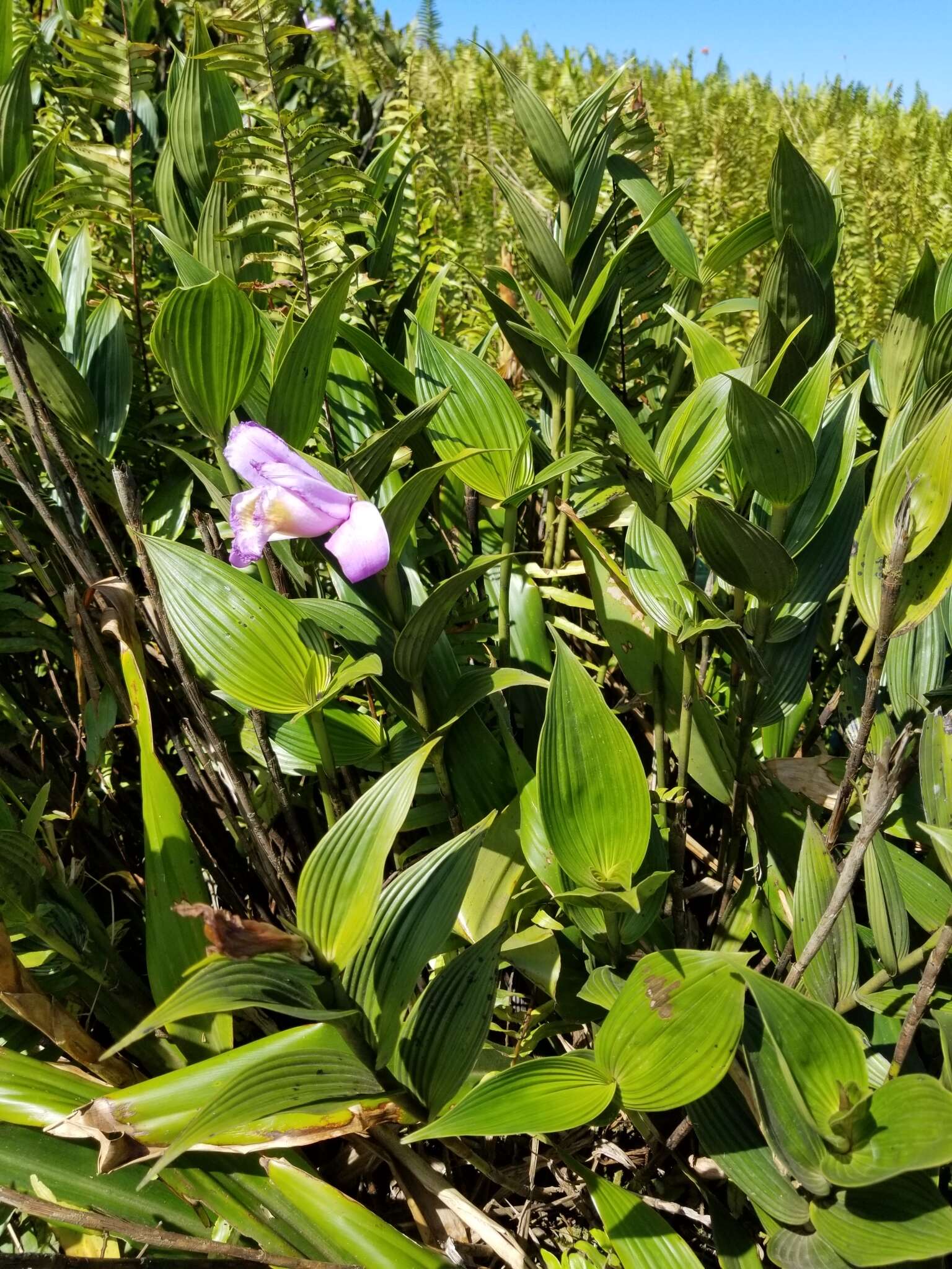 Image of Sobralia warszewiczii Rchb. fil.