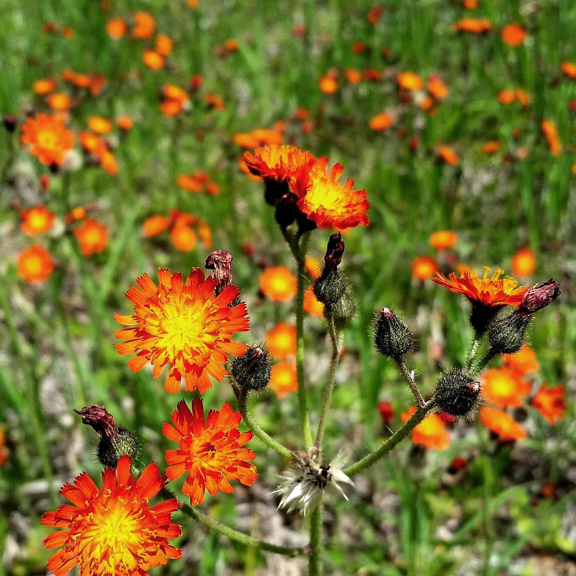 橙花山柳菊的圖片