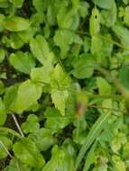 Image of broadleaf arnica