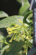 Image of Cestrum glanduliferum Kerber ex Francey