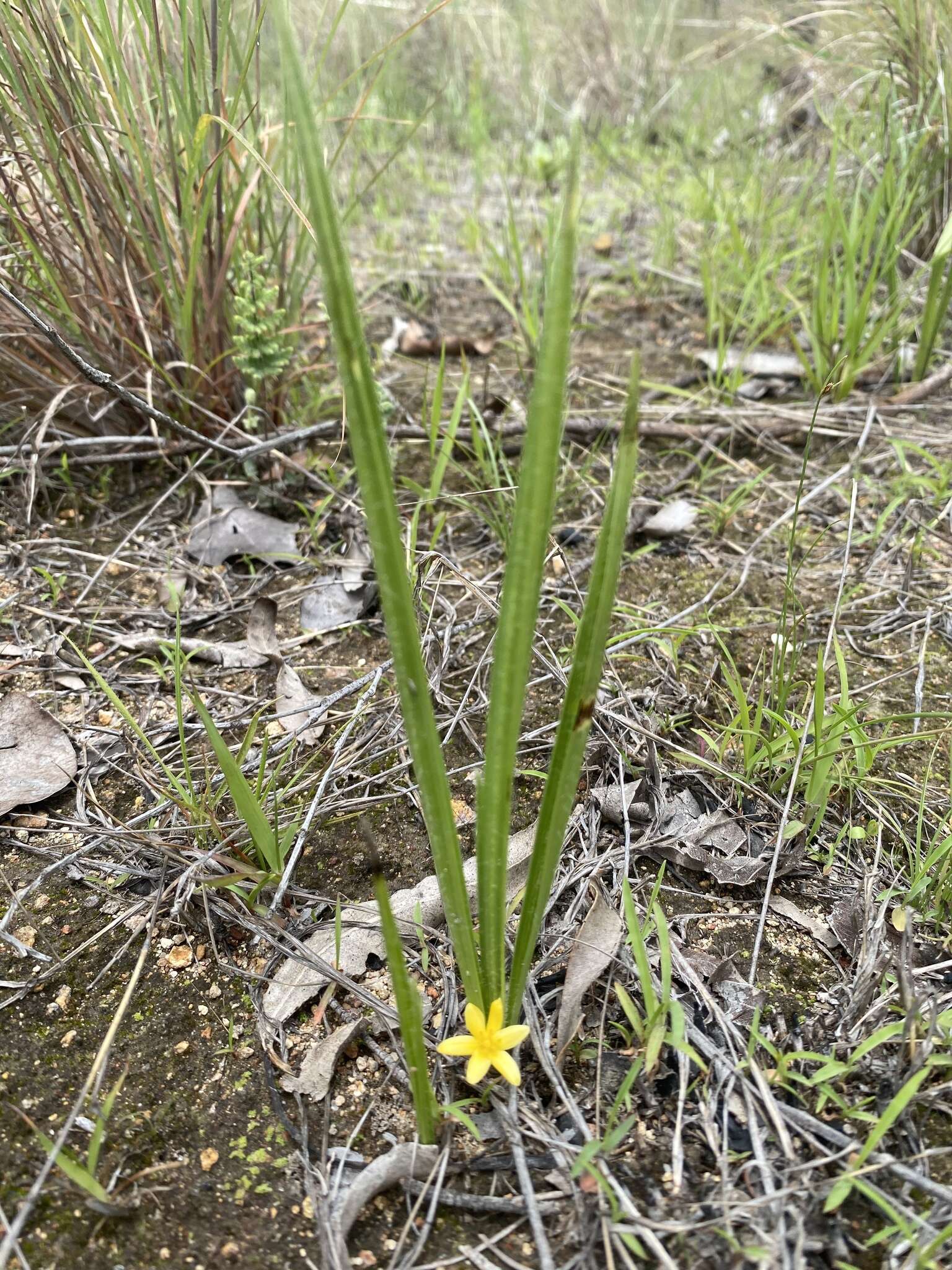 Image of Curculigo ensifolia R. Br.