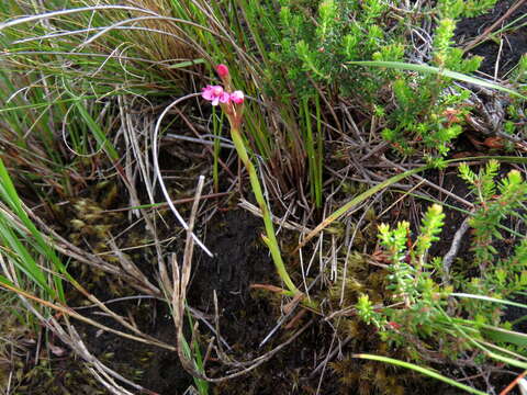 Image of Disa vaginata Harv. ex Lindl.