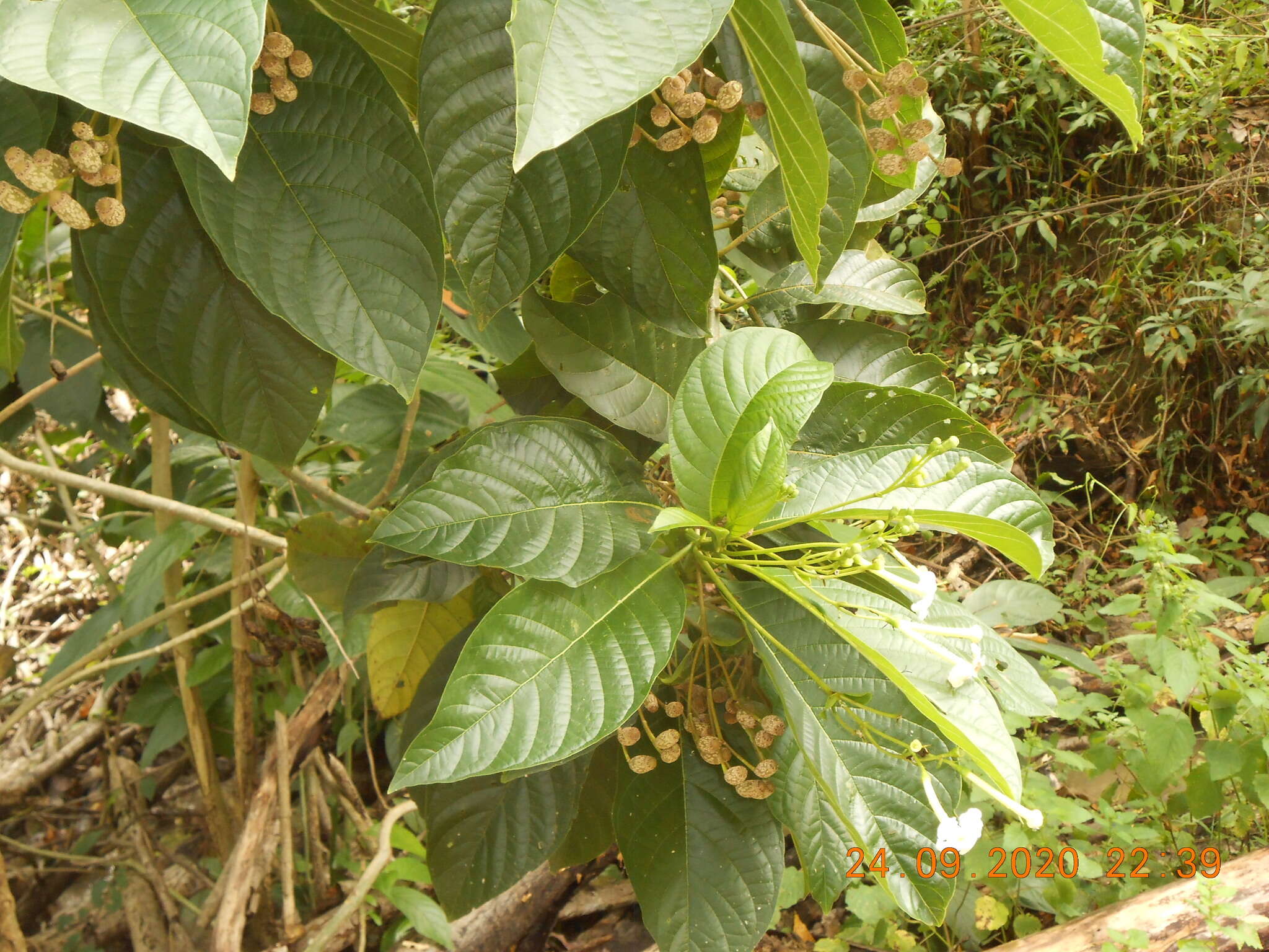 Image of Blepharidium guatemalense Standl.