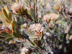 Image de Leucadendron nitidum Buek ex Meissn.